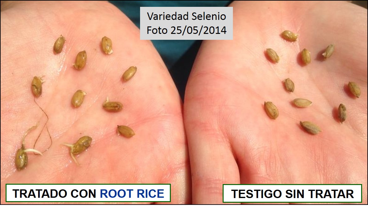 Comparación de las plantas de arroz tratadas con ROOT RICE frente a Testigo